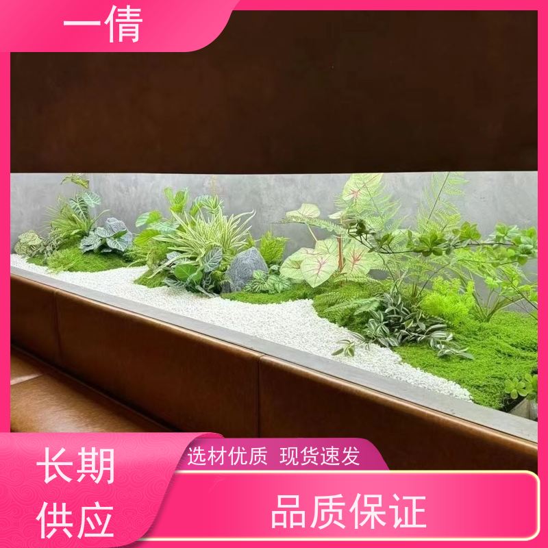 一倩花卉 室内 三杆发财树 室内植物出租 净化空气