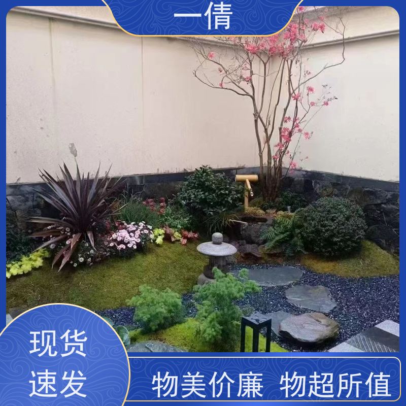 一倩花卉 深圳 高山榕 室内植物出租 全城配送 上门养护