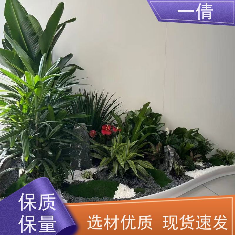 一倩花卉 办公室 杨贵妃 绿植租摆 全城配送 上门养护