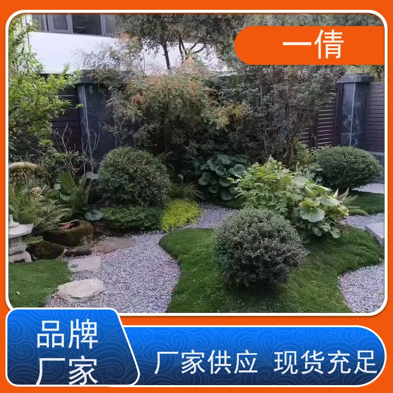 一倩花卉 办公室 小仙女海芋 绿植出售 桌面绿植 花木护理
