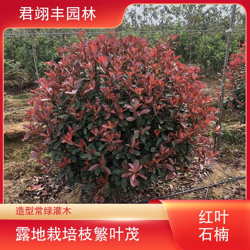 图6