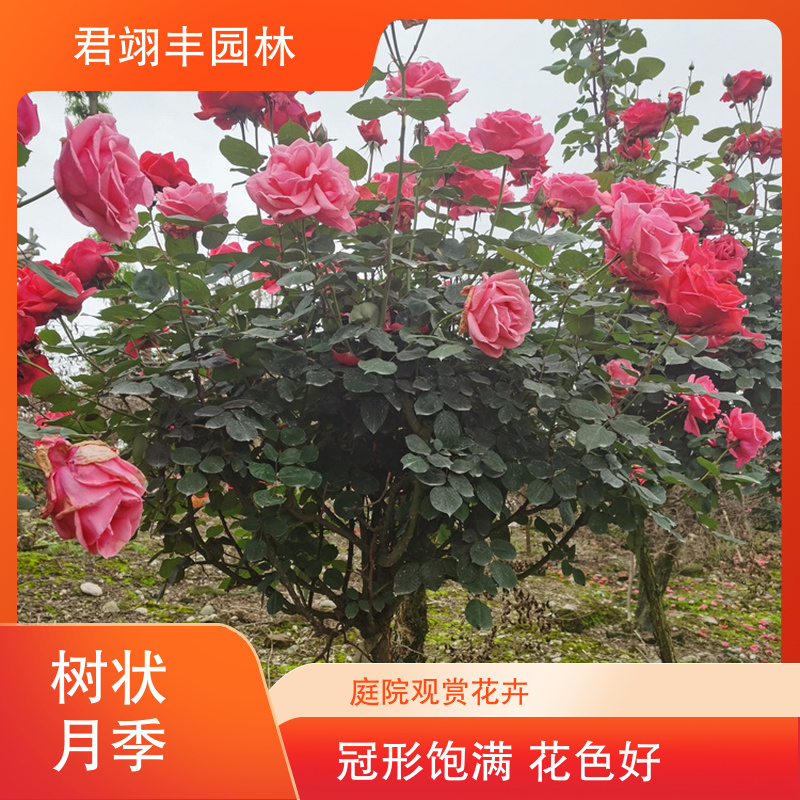 图4
