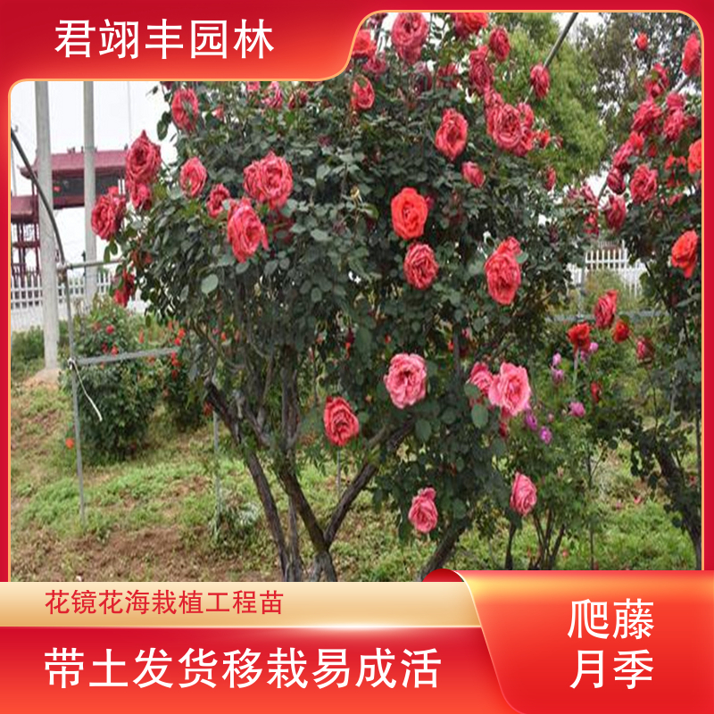 图6