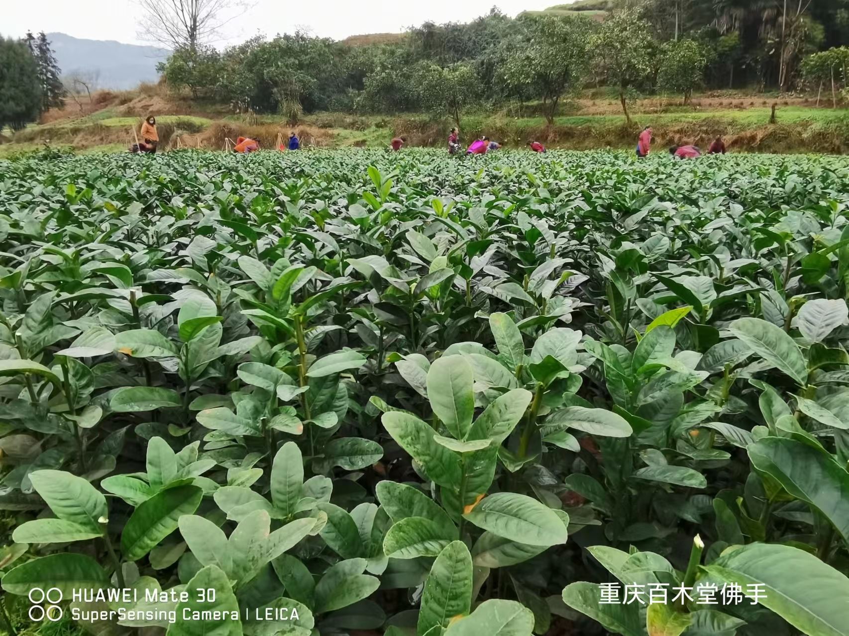 百木堂南 充佛手苗枝叶紧密 美丽多姿中药材种植基地 