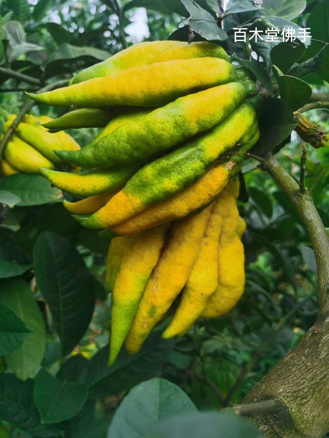 百木堂巴 中佛手苗园林景区栽植中药材种植基地 