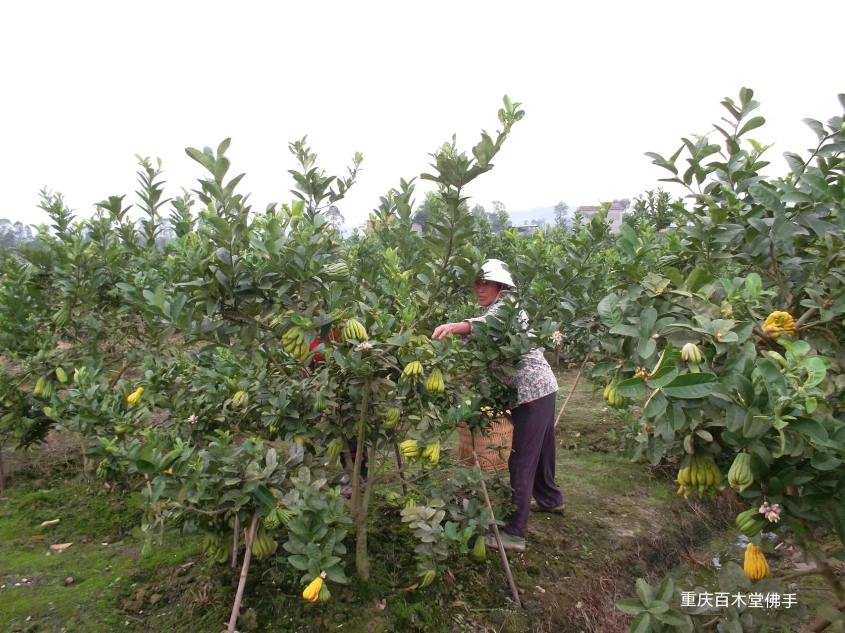 百木堂沙 湾佛手苗高成活率 较耐干旱种苗基地直供 