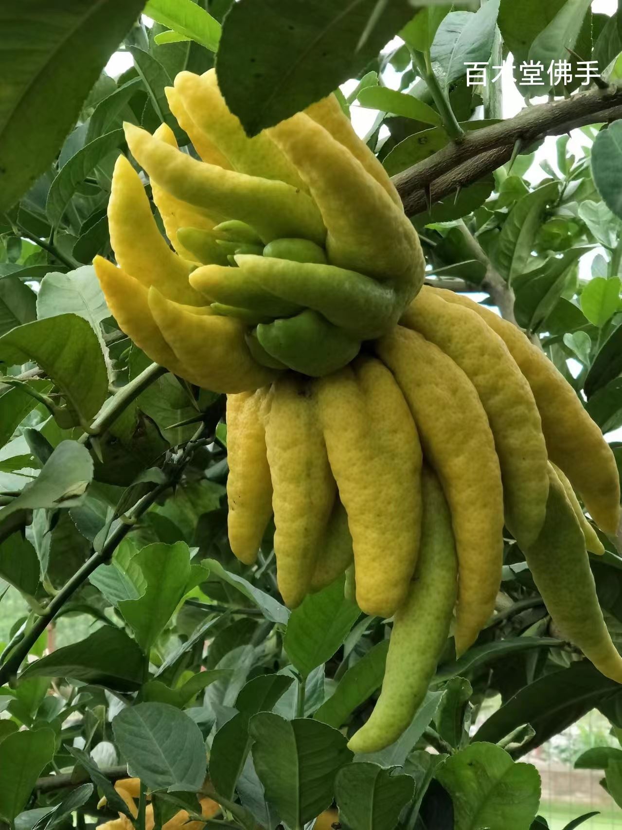 百木堂犍 为佛手苗高成活率 较耐干旱中药材种植基地 