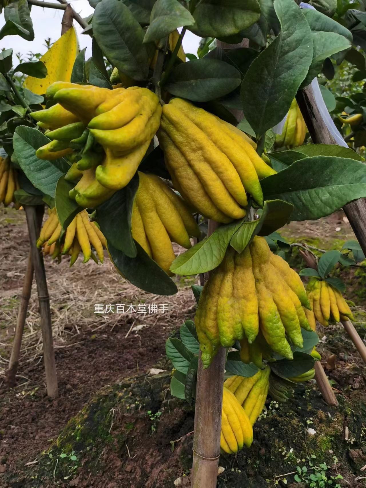 百木堂南 充佛手苗树形丰富 成活率高中药材种植基地 