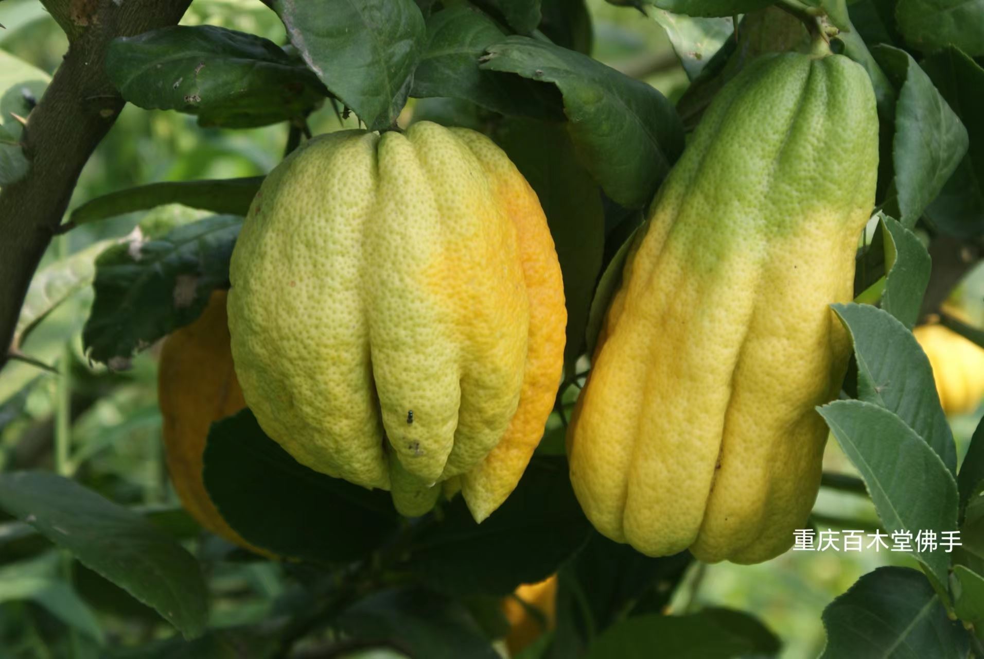 百木堂内 江佛手苗观赏植物 附加值高品种齐全