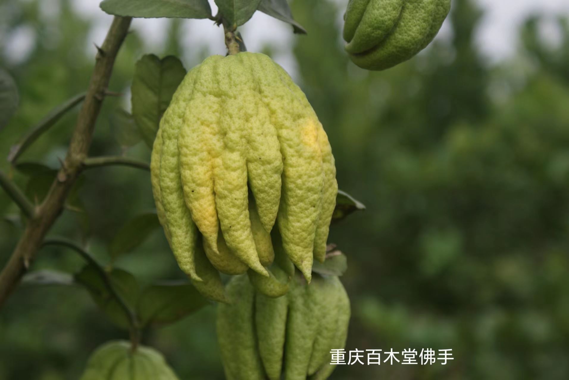 百木堂大 足佛手苗高成活率 较耐干旱种苗基地直供 