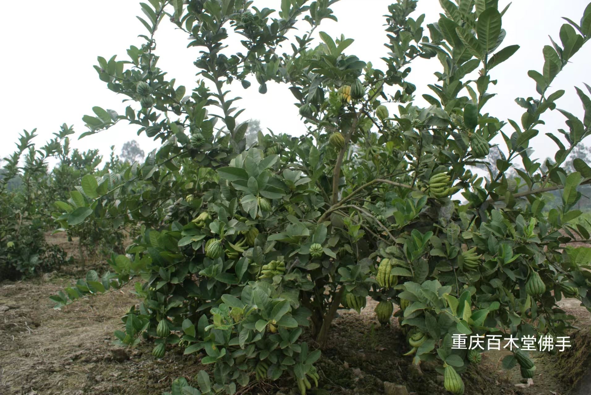 百木堂川佛手苗产量高 用途广泛中药材种植基地 