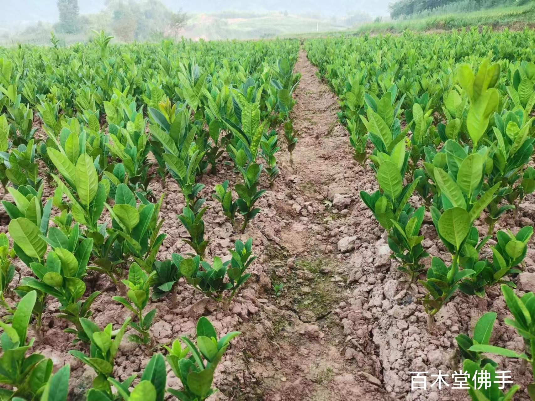 百木堂南 充佛手苗生长环境适应性强植株茂密