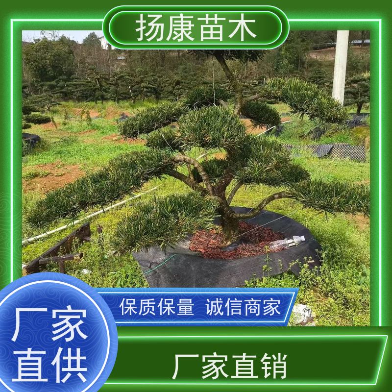 精品造型罗汉松 别墅区点缀 易养活 基地直供 扬康苗木