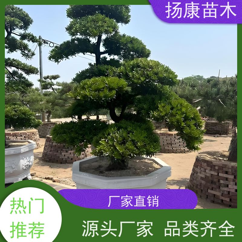 大叶罗汉松 园林绿化造型松 基地直供 扬康苗木