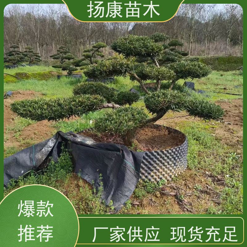 15公分罗汉松 小区别墅树桩 全国供应 扬康苗木