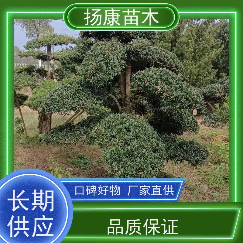 大叶罗汉松 苗圃观赏植物 多种规格可选 扬康苗木