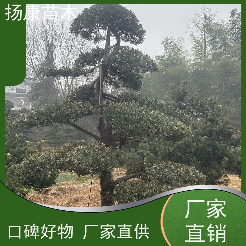 金钻罗汉松 园林绿化造型松 多种规格可选 扬康苗木
