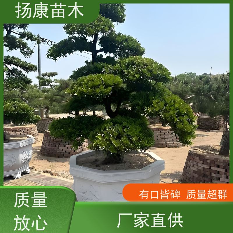 红芽珍珠罗汉松 四季常青植物 基地直供 扬康苗木