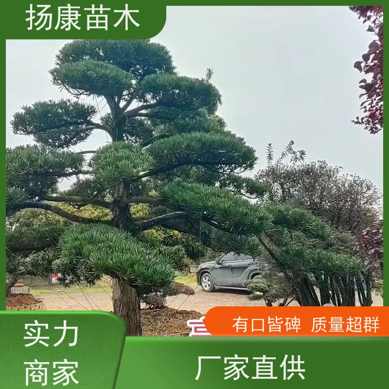 斜飘罗汉松 小区别墅树桩 多种规格可选 扬康苗木