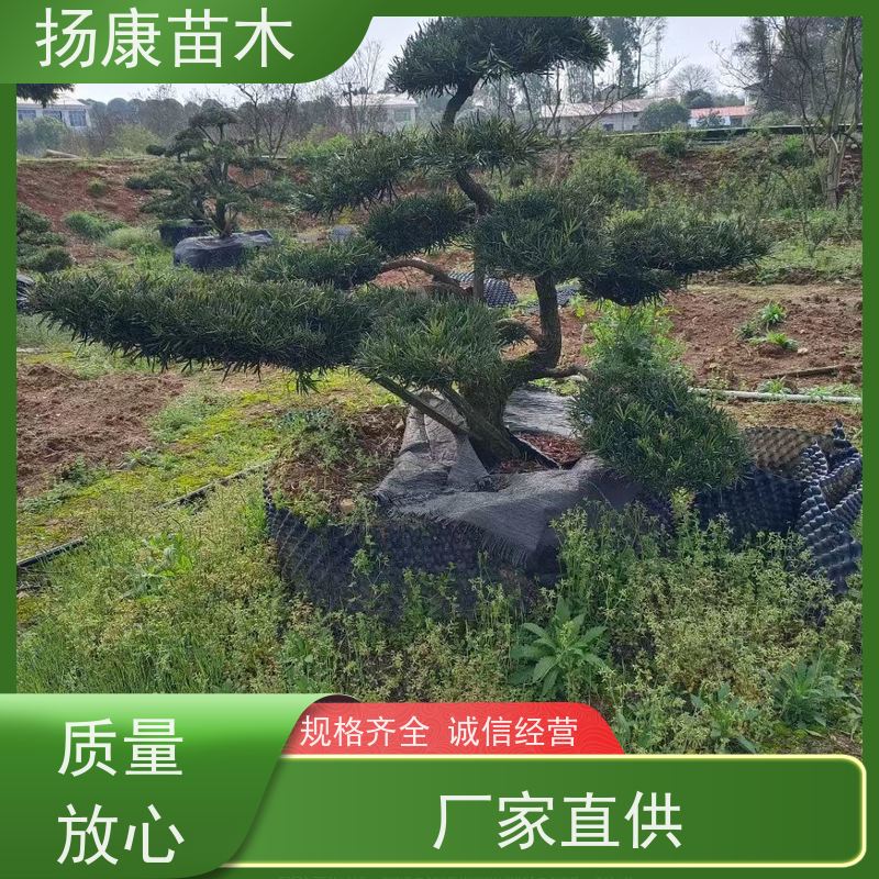 雀舌罗汉松 别墅庭院风景树 规格齐全 扬康苗木