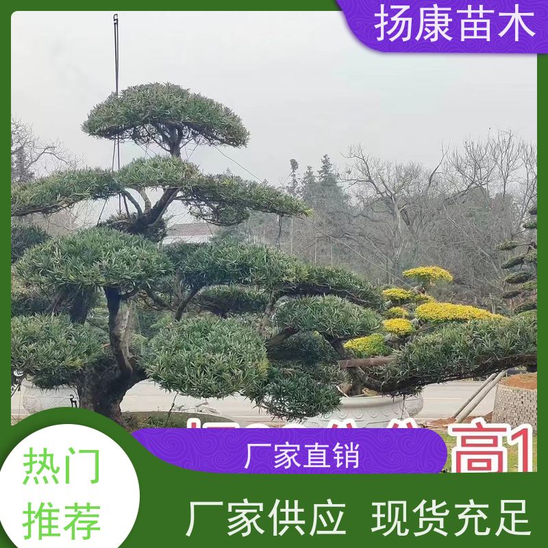 扬康苗木 规格齐全 别墅景区道路园林绿化大型造景树 10公分罗汉松
