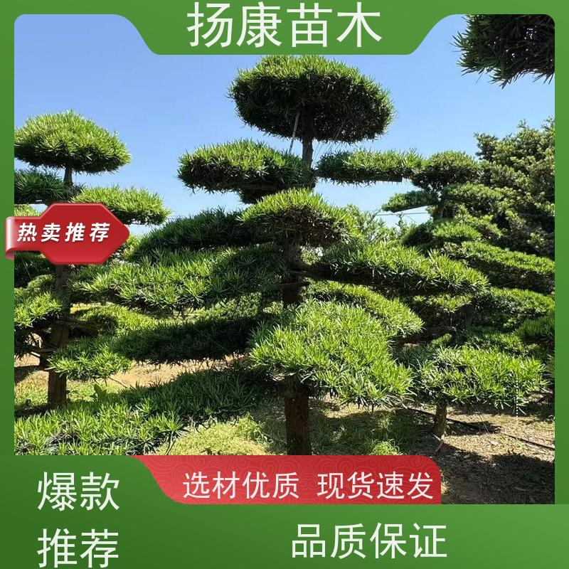 园林绿化造型松 扬康苗木基地直发 造型别致品种丰富