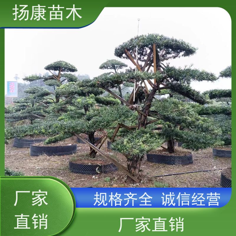 20公分罗汉松 别墅区点缀 易养活 全国供应 扬康苗木
