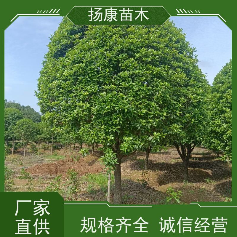 20公分桂花树 遮荫蔽日品类齐全 基地批发扬康苗木