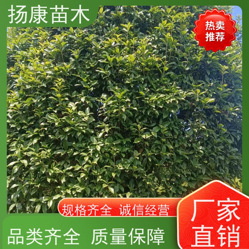 八月桂 高杆高分枝校园庭院绿化 厂家供应扬康苗木