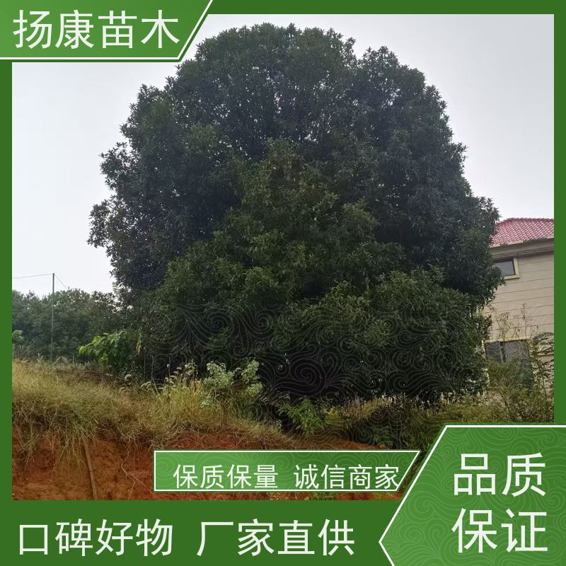 高杆桂花树 浓香型庭院室内外地栽 基地批发扬康苗木