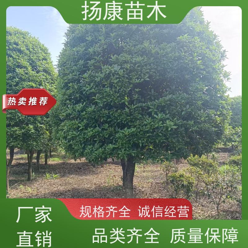 嫁接桂花树木 万亩精品冠1.5米至8米 送货上门扬康苗木