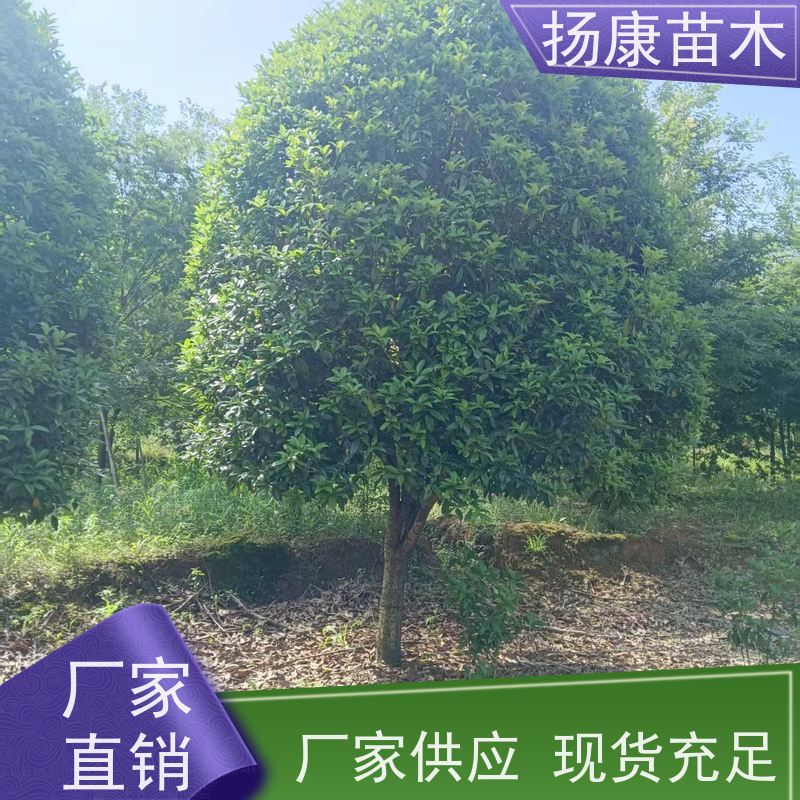 10公分桂花树 修剪成型冠幅饱满 绿化树 基地直售扬康苗木