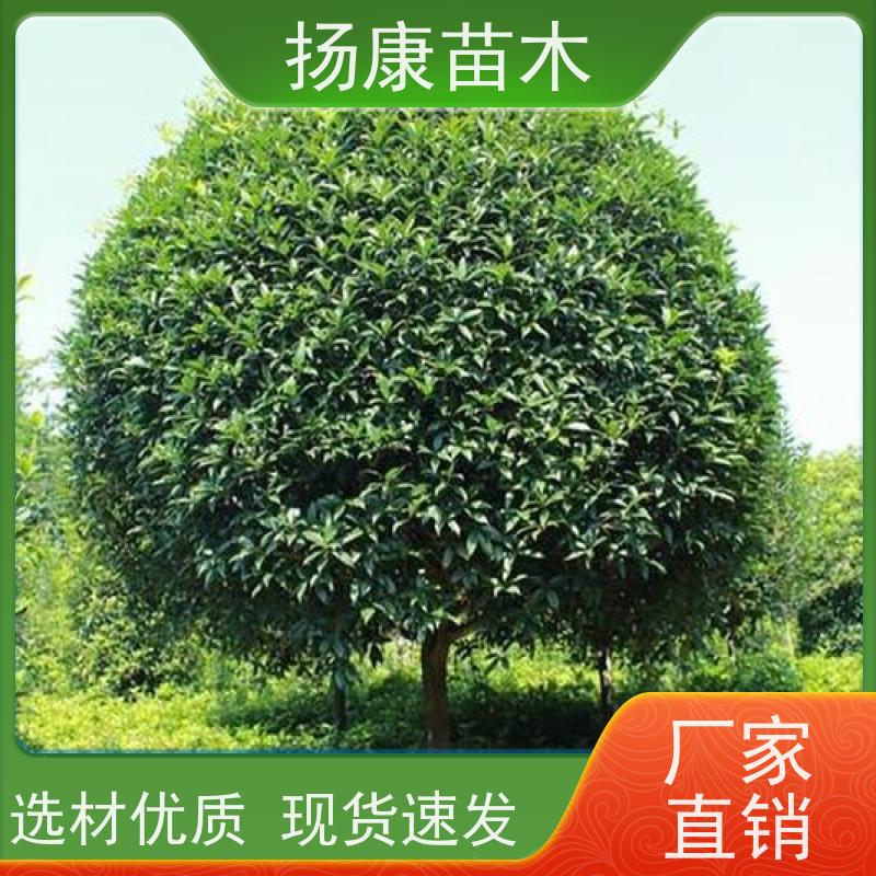 公分桂花树木 园区道路风景树 各种规格扬康苗木