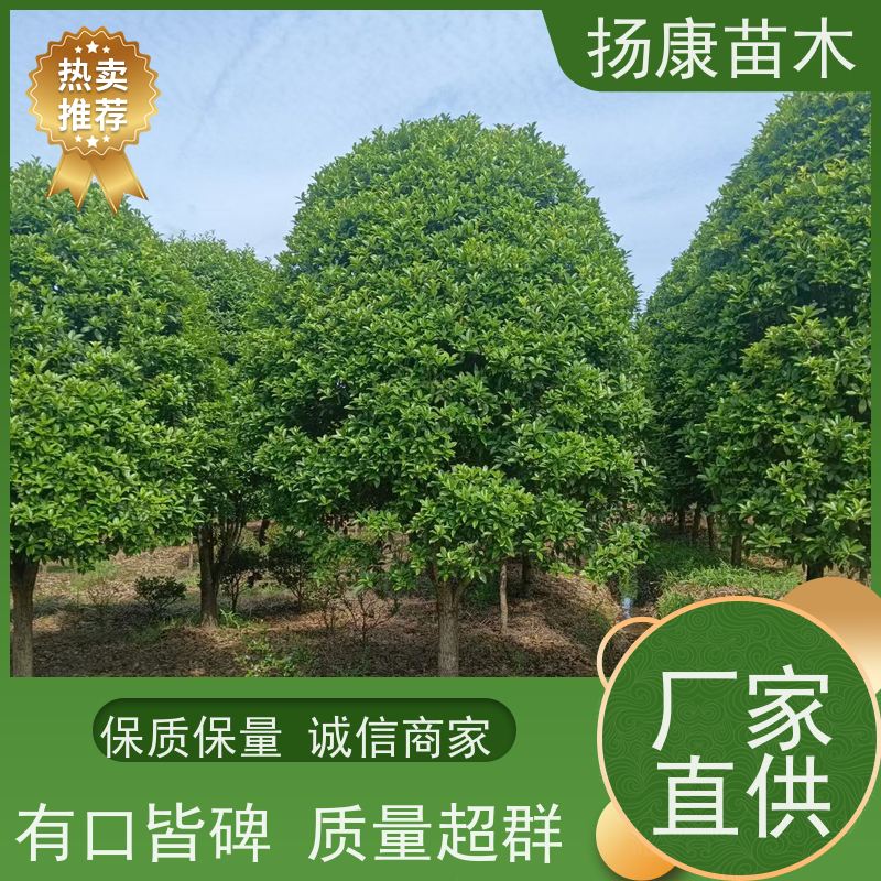 大号桂花树 承接各种绿化工程 规格齐全扬康苗木