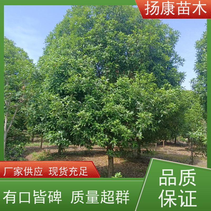 丛生桂花树木 浓香型庭院室内外地栽 规格齐全扬康苗木
