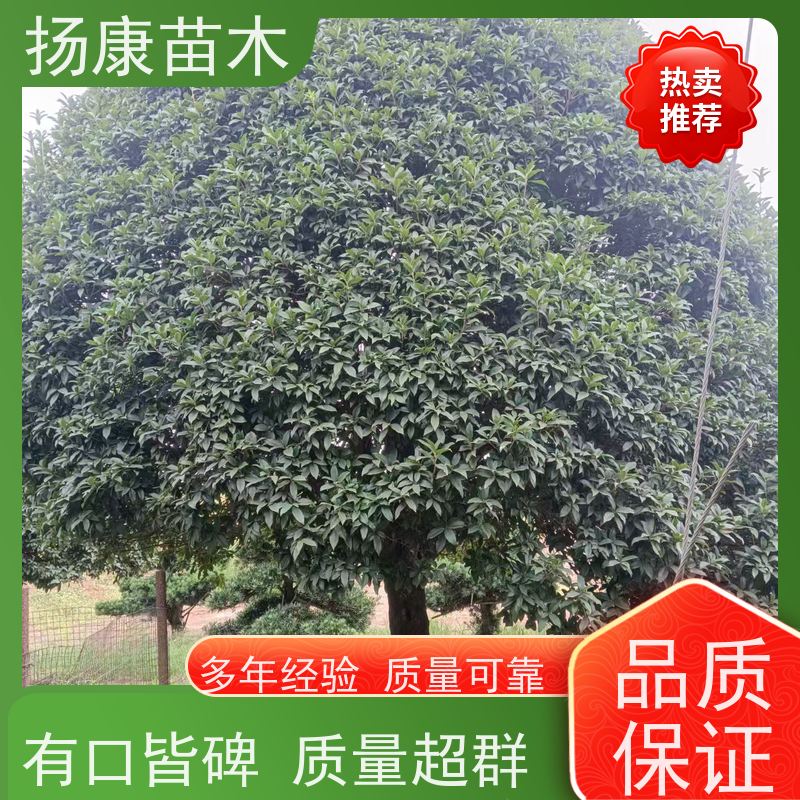 4米大桂花树 四季飘香观赏性好 厂家供应扬康苗木