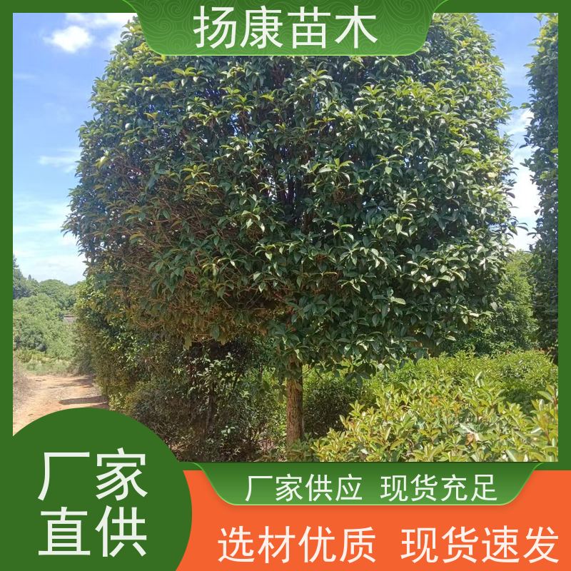 银桂 修剪成型冠幅饱满 绿化树 各种规格扬康苗木