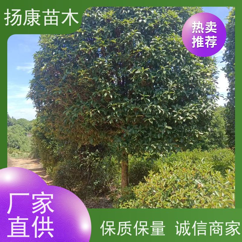 30公分桂花树 修剪成型冠幅饱满 绿化树 各种规格扬康苗木