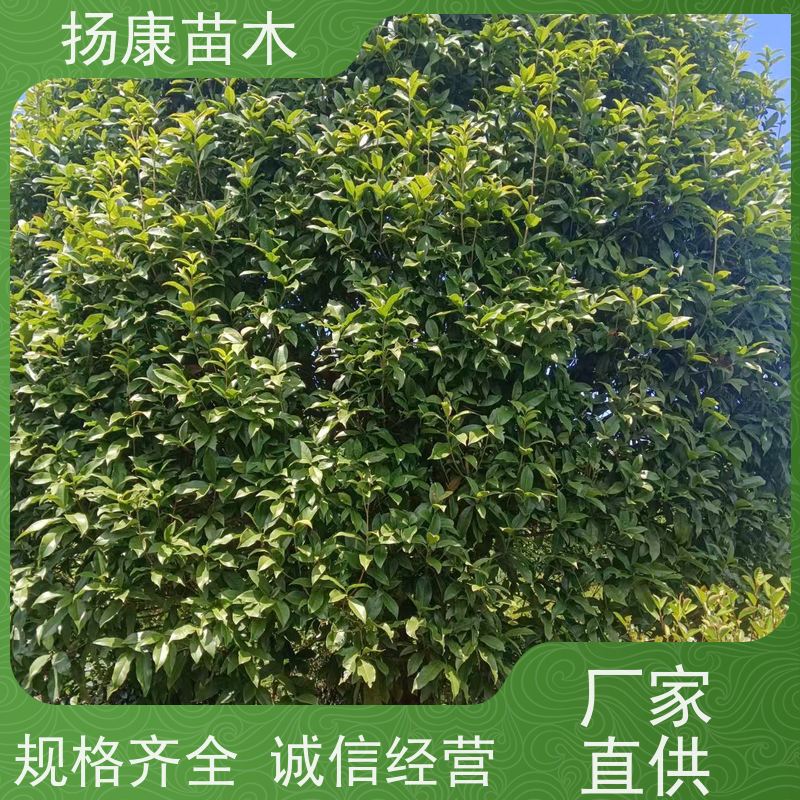 嫁接桂花树木 承接各种绿化工程 基地批发扬康苗木