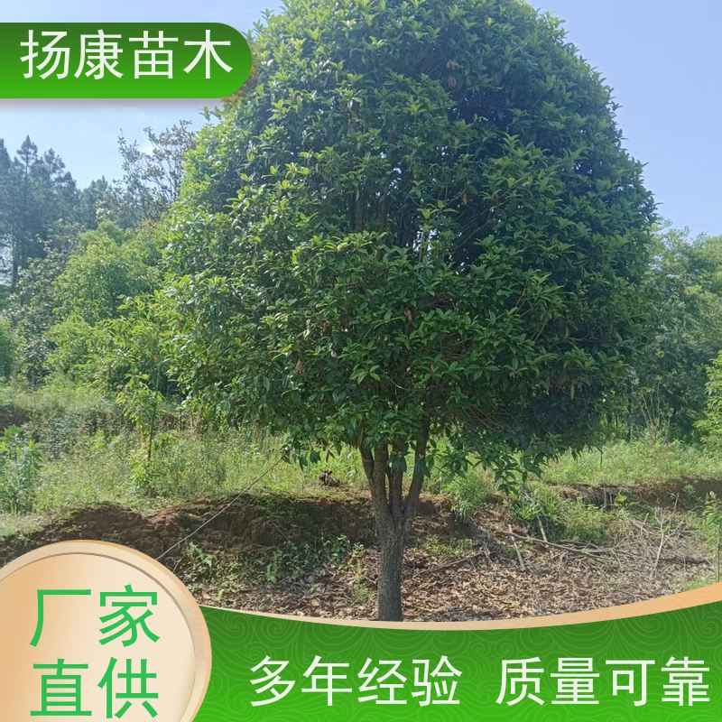 公分桂花树木 浓香型庭院室内外 地栽耐旱成活率高