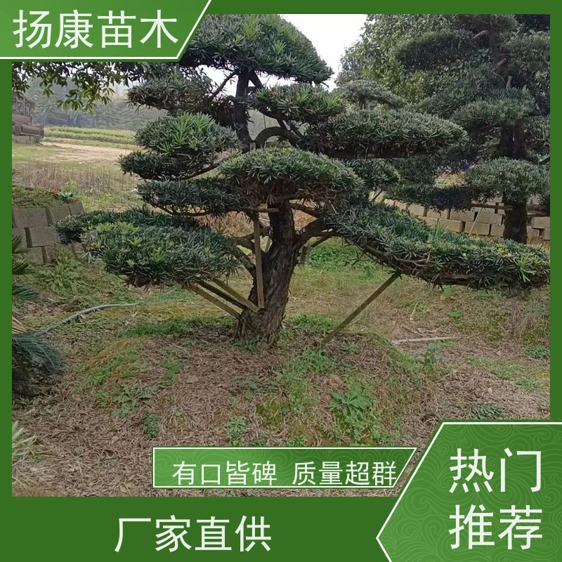 罗汉松 别墅庭院专用风景树 造型别致 杆24公分高 多样型号