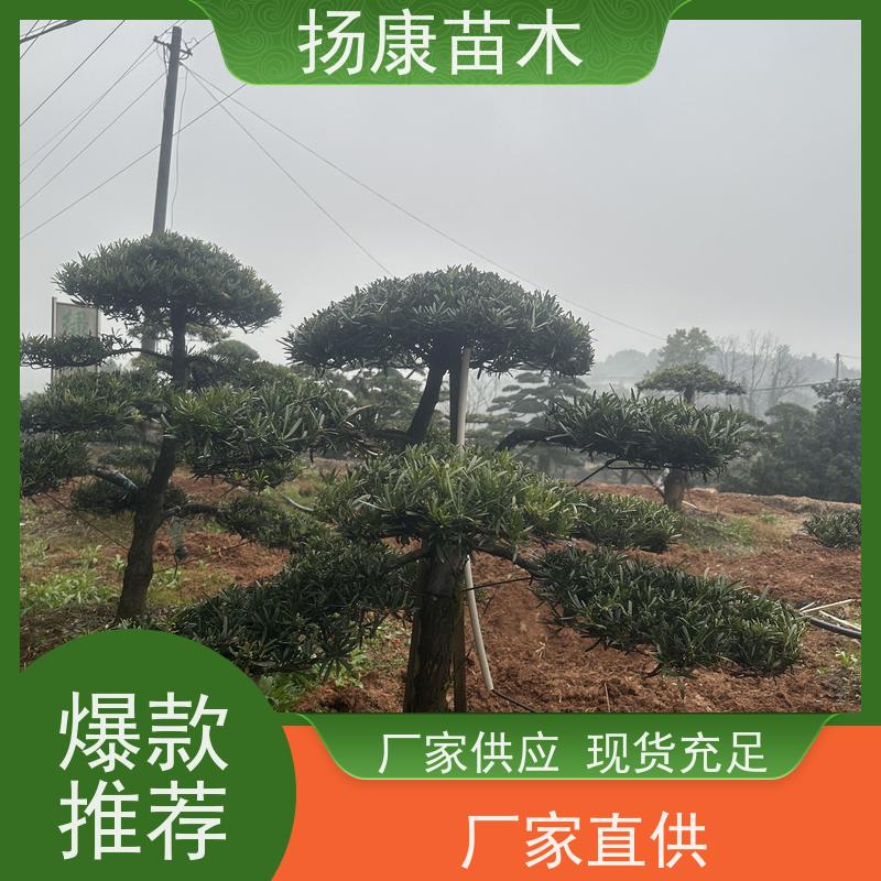 金钻罗汉松 别墅区点缀 易养活 全国供应 扬康苗木
