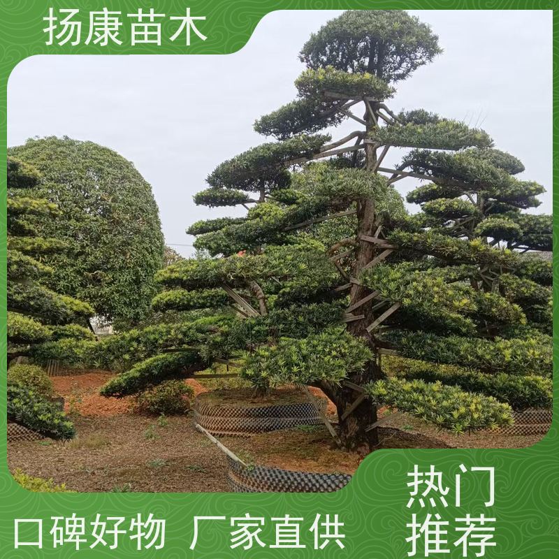 雀舌罗汉松 园林绿化造型松 全国供应 扬康苗木
