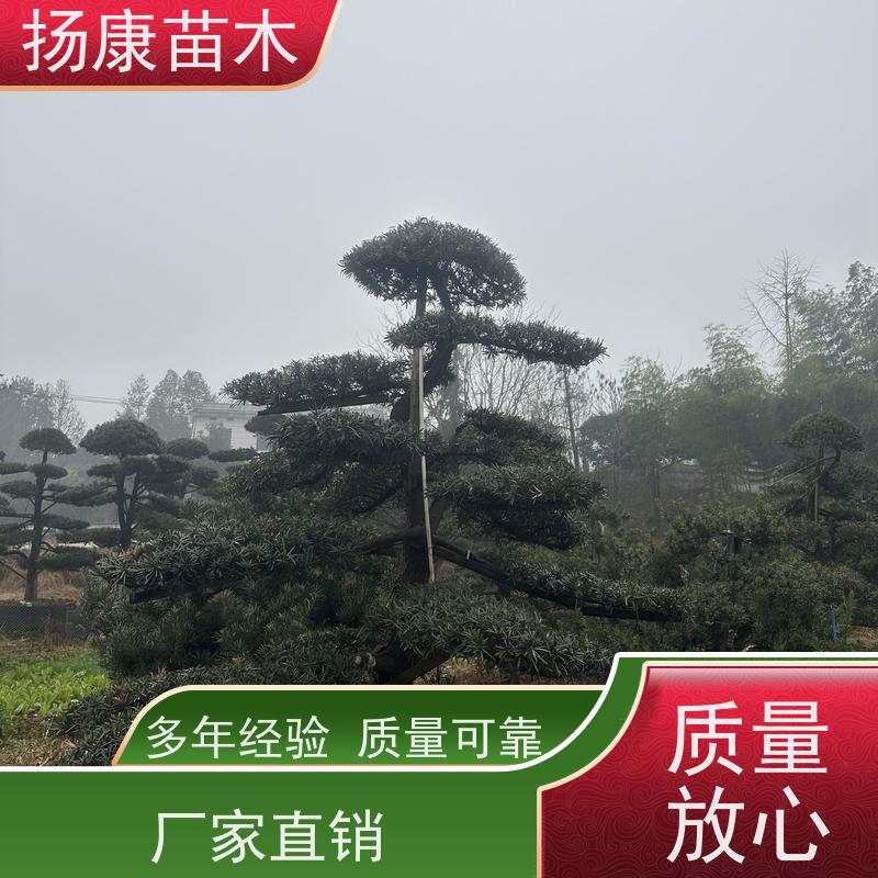 15公分罗汉松 园林绿化造型松 基地直供 扬康苗木