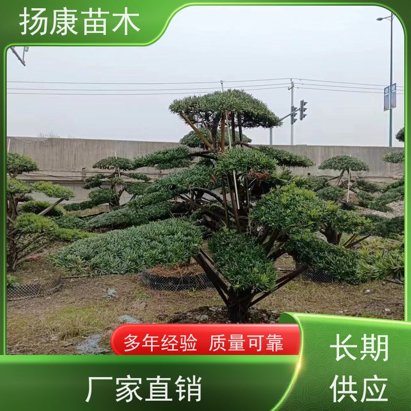 金钻罗汉松 别墅庭院风景树 规格齐全 扬康苗木