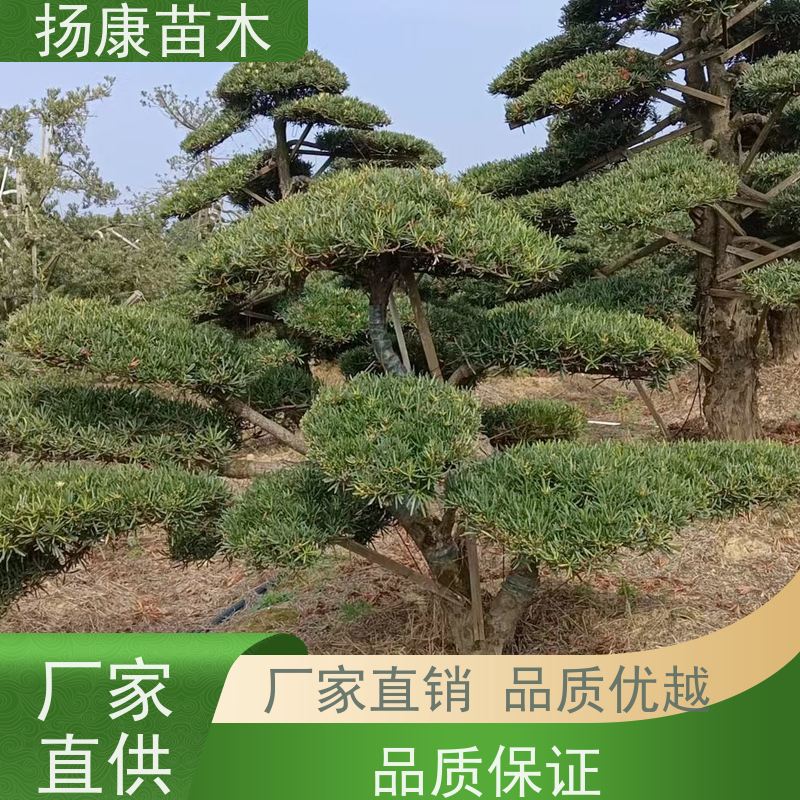 10公分罗汉松 规格齐全 扬康苗木 景区园林公园绿化种植