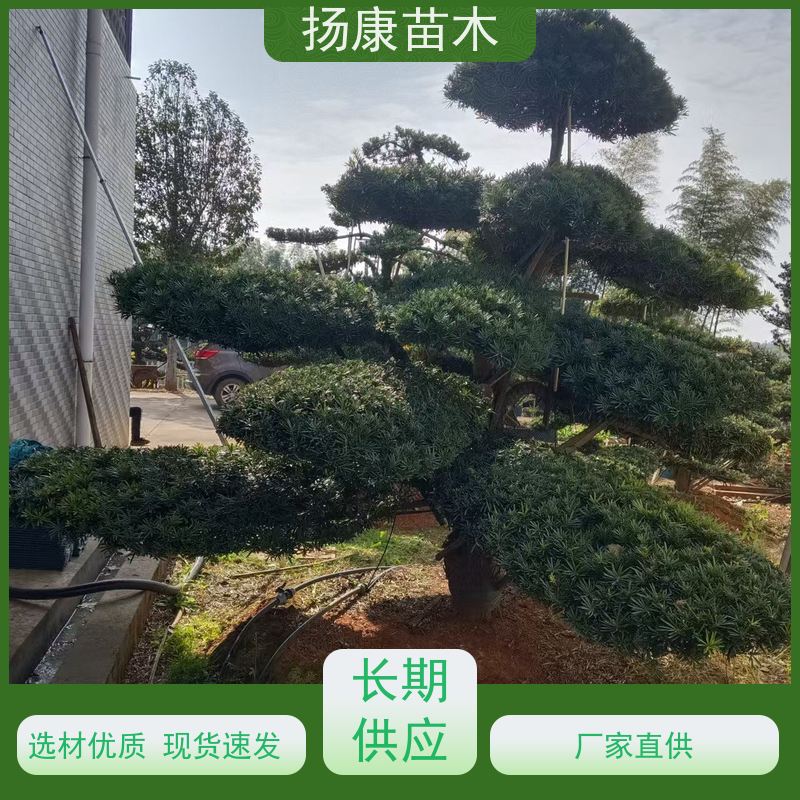贵妃罗汉松 别墅区点缀 易养活 规格齐全 扬康苗木