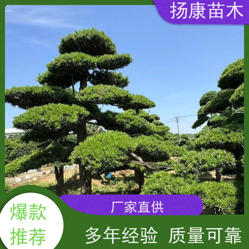 20公分罗汉松 基地直供 扬康苗木 景区园林公园绿化种植