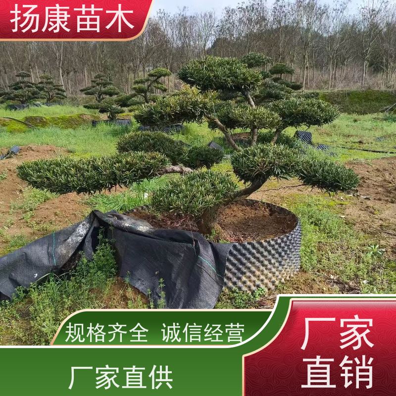 贵妃罗汉松 规格齐全 扬康苗木 别墅庭院风景树 