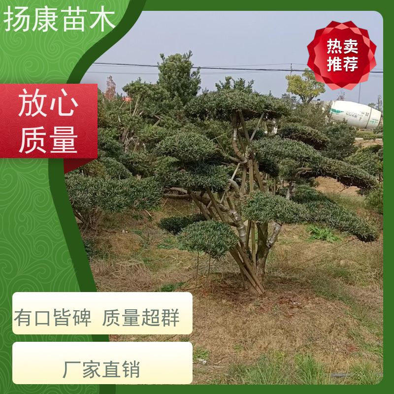 米叶罗汉松 别墅区点缀 易养活 全国供应 扬康苗木